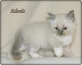 /album/adonis/adonis-6-hetes-005-jpg/